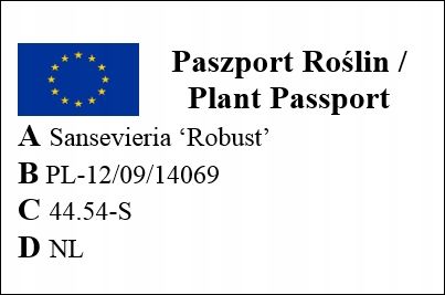 SANSEVIERIA 'ROBUST' pięknie ubarwione liście Sansewieria rozmiar S na Arena.pl