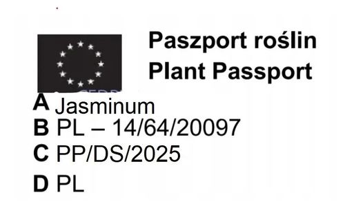 JAŚMIN różowy - sadzonki 10 / 20 cm na Arena.pl