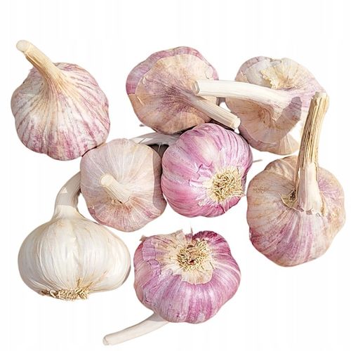 CZOSNEK HARNAŚ 1 KG ozimy polskie główki mocny aromat (ZBIÓR 2025) na Arena.pl