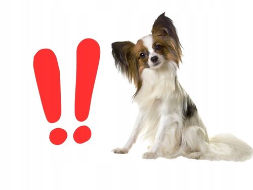 29x1kg Karma dla psa baton Przysmak i Salceson Wołowy 95% Mięsa na Arena.pl