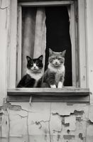 Plakat 56,6x86,4cm Para w Oknie