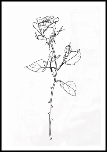 Plakat 61x90,5cm Kontur Róży na Arena.pl