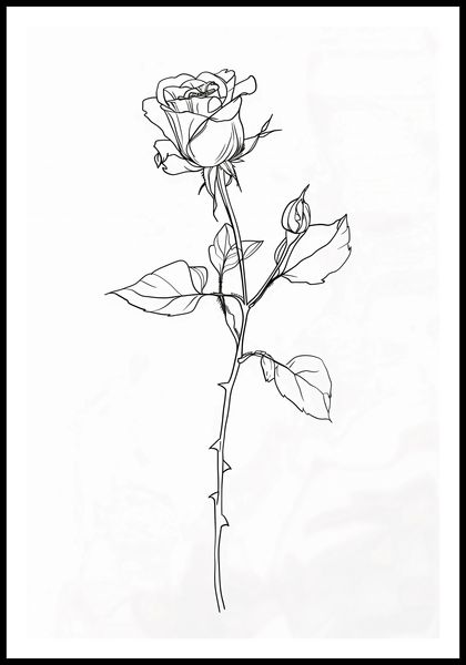 Plakat 61x90,5cm Kontur Róży zdjęcie 3