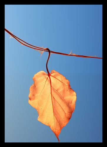 Plakat 21x29,7cm Ostatni Liść na Arena.pl