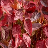 Dereń biały 'Red Gnome' Czerwone Liście (Cornus alba 'Regnzam') 5.0L