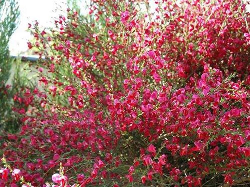 Żarnowiec Boskoop Ruby P9 na Arena.pl