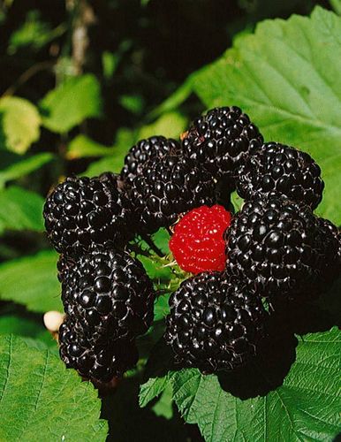Malina czarna (Rubus occidentalis) Bristol C2 E na Arena.pl