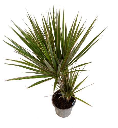 DRACENA BICOLOR 75 cm na Arena.pl