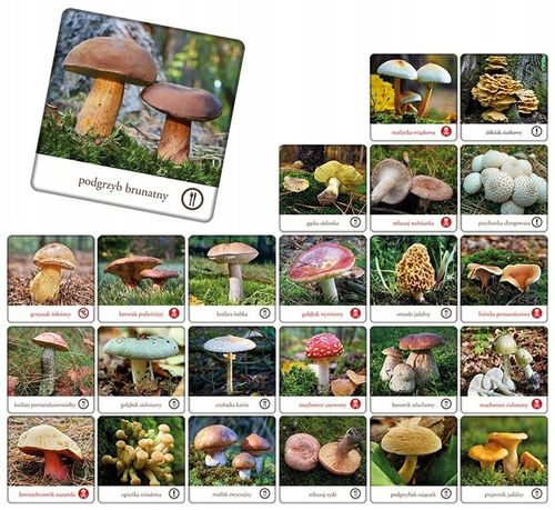 GRA PAMIĘCIOWA MEMORY MEMO GRZYBY POLSKI gra pamięciowa dla dzieci +5 lat na Arena.pl