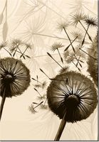 100 70CM OBRAZ PŁÓTNO DMUCHAWCE BEŻU PŁÓTNO RAMA