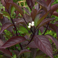 Dereń biały 'Kesselringii' Ciemne Bordowe Liście (Cornus alba) 5.0L