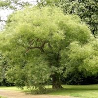 Perełkowiec japoński Sophora Miododajny Sadzonki w doniczkach C2