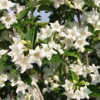 P9 KRZEWUSZKA CUDOWNA WEIGELA CANDIDA