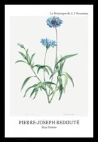 Plakat 20x30cm Design Blue Flower, Redoute Vintage do Salonu