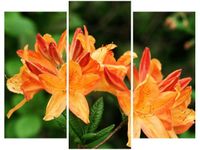 70 90CM OBRAZ 3 ELEM AZALIA POMARAŃCZOWA ŚCIENNY DRUK PŁÓTNO