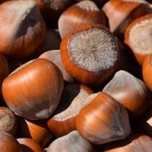 Orzech laskowy OLBRZYM Z HALLE najlepsza LESZCZYNA