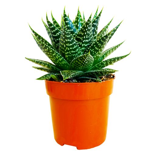 GASTERIA Aurora 15cm na Arena.pl