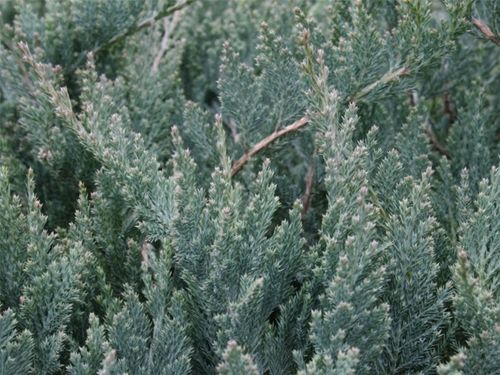 Jałowiec płożący BLUE CHIP Niebieski dywan na Arena.pl