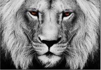 100 70CM OBRAZ PŁÓTNO LWIE SPOJRZENIE PŁÓTNO RAMA