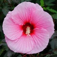 Hibiskus bagienny bylinowy 'Starry Night' Różowy Czerwone Liście (Hibiscus)