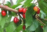 product-compare-61065985