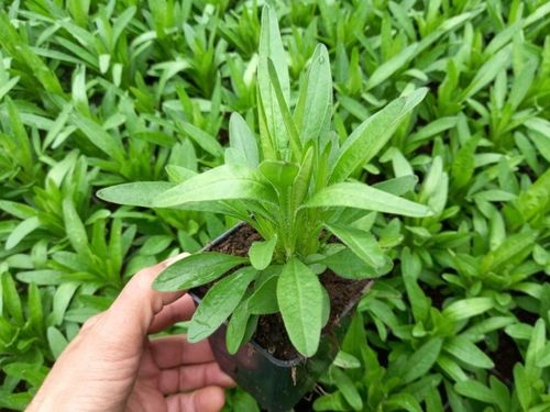 Nachyłek wielkokwiatowy ANDIAMO YELLOW RED Żółty Na letnie rabaty Sadzonki na Arena.pl