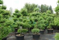 Modrzew formowany na bonsai wąż 80-100cm P16