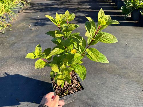 Hortensja bukietowa 'Grandiflora' (Hydrangea paniculata) Doniczka 2.0L na Arena.pl