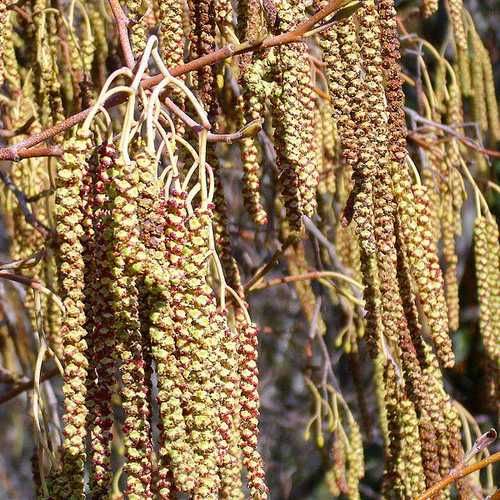 Olcha czarna (Alnus Glutinosa) 15/30cm na Arena.pl