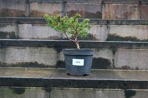 Jałowiec chiński Shimpaku - Juniperus chinensis 0068 na Arena.pl