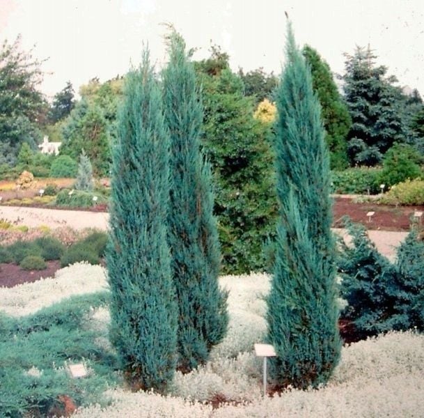 Jałowiec Blue Arrow 60-80cm P9 zdjęcie 2