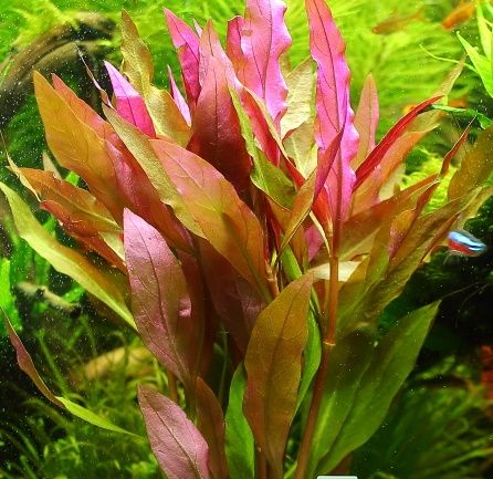 Alternanthera Splendida XXL Rośliny do akwarium na Arena.pl