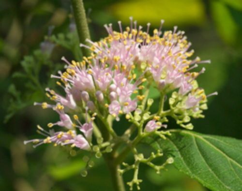 PIĘKNOTKA JAPOŃSKA POŁADNIA - sadzonki  w doniczkach na Arena.pl