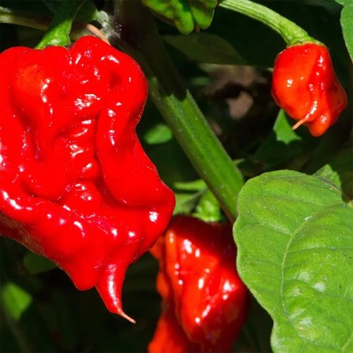 ZESTAW DO UPRAWY PAPRYKA CAROLINA REAPER HP22B RED NASIONA NAJOSTRZEJSZA na Arena.pl