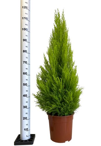 Cyprys Goldcrest Wilma 120 cm na Arena.pl