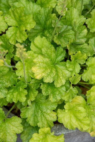 Żurawka mieszańcowa  World Caffé™ Lime Americano - Hauchera x hybrida na Arena.pl