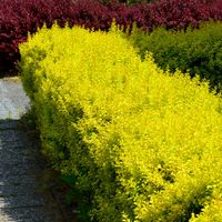 Berberys thunberga SUNBEAM Złocista kolumna Na żywopłot Żółty Sadzonki C2