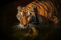 FOTOTAPETA NATURA TYGRYS W WODZIE ZWIERZĘTA