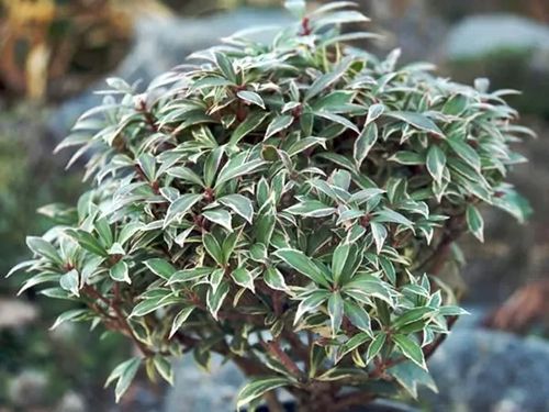 Pieris japoński LITTLE HEATH Czerwone przyrosty Zimozielony Sadzonki C3 na Arena.pl