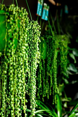 SENECIO rowleyanus STARZEC ROWLEYA D6cm ZIMOWE ZABEZPIECZENIE na Arena.pl