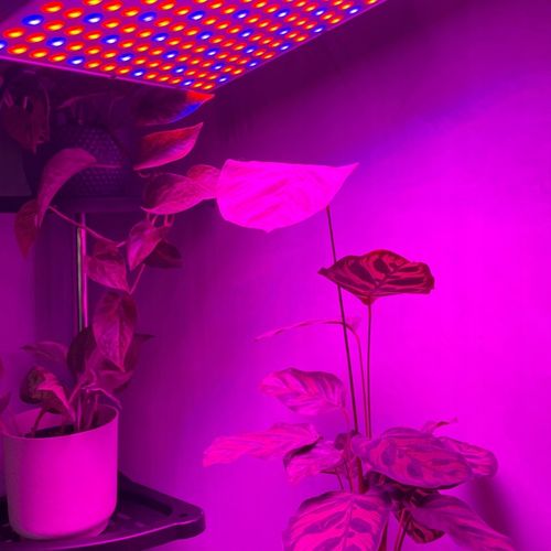 Lampa do Wzrostu Roślin Panel do Uprawy 225 LED + Liny Mocna 36W Wisząca na Arena.pl