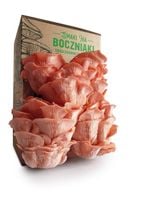 Grzybnia do uprawy domowej boczniak różowy
