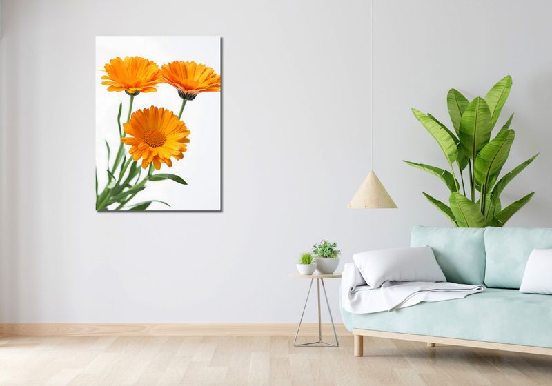 Obraz 70x100cm Słoneczne Kalendule zdjęcie 2