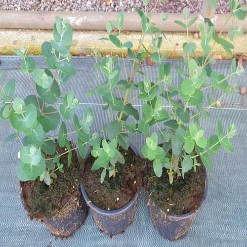 Eukaliptus Wieloletnie Niebieskie Drzewo Duże Ładne Sadzonki w na Arena.pl