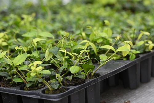 Barwinek pospolity Alba - Vinca minor na Arena.pl