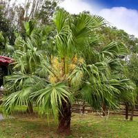 LIWISTONA CHIŃSKA Livistona chinensis NASIONA 10 sztuk - 10g.