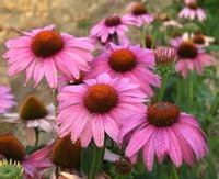 JEŻÓWKA Prairie Splendor - sadzonki w doniczkach