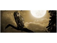 100X40CM SOWA GAŁĘZI OBRAZ DREWNO