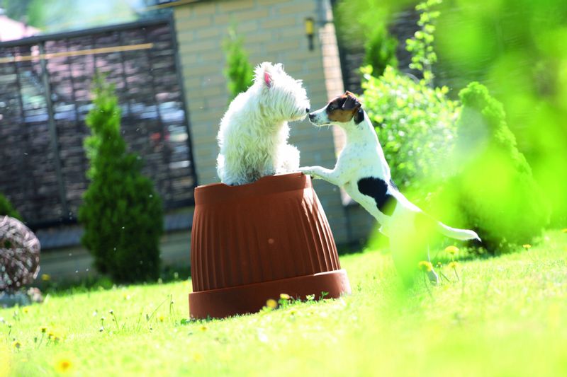 Doniczka klasyczna Terra DCE20 | Antracyt, Kształt Okrągły, Wymiary 20x15.5 cm, Kolor Antracyt, Prosperplast zdjęcie 4