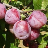 Śliwa BRZOSKWINIOWA STARA pyszna ODMIANA